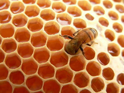 bee-making-honey%281%29.jpg