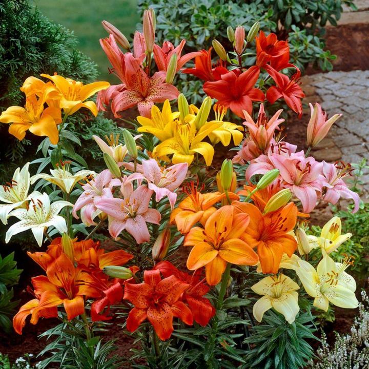 white, pink, orange, yellow, and red asiatic lilies