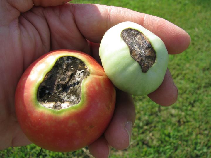blossom end rot on tomatoes