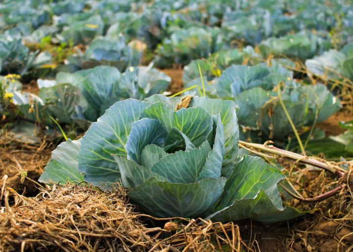 Cabbage patch in the garden mulched with straw