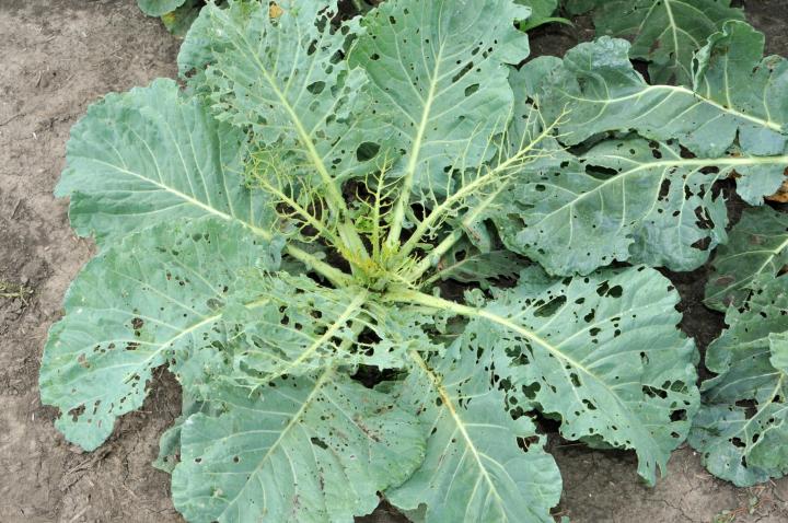 Cabbageworm damage on a cabbage plant in a garden