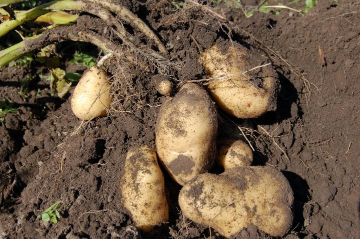 Potatoes being dug from the garden