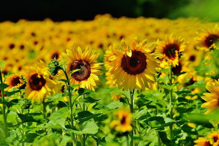 field of Sunflowers