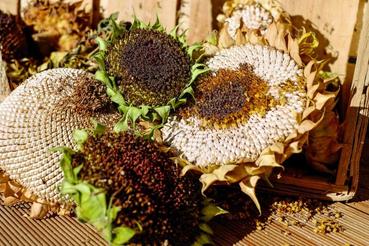 Dried sunflower heads ready to harvest the sunflower seeds
