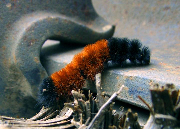 Woolly Bear Caterpillar. Photo by SillyPuttyEnemies/Wikimedia Commons.