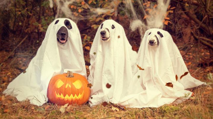 dogs wearing ghost costumes with a jack o lantern in front of them