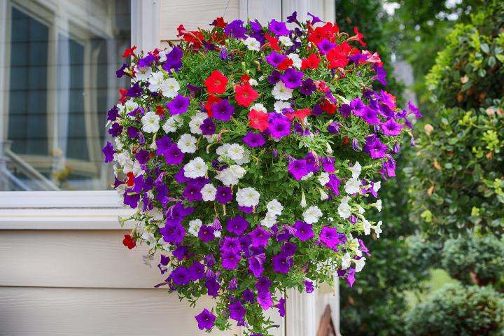 Hanging basket of petunia flowers