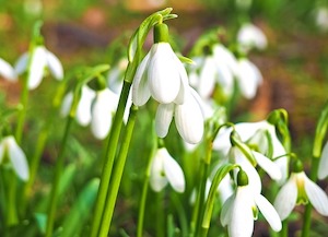 snowdrops