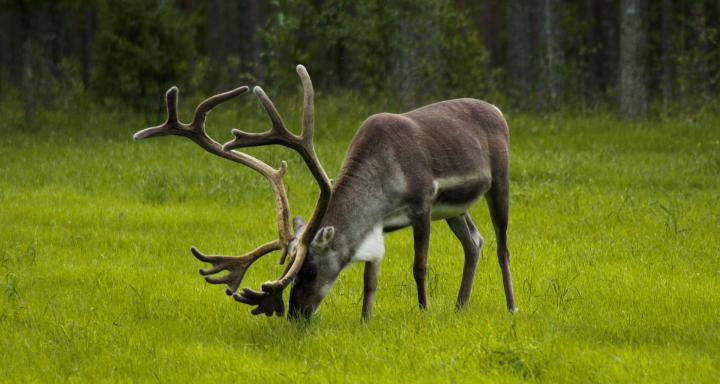 Do Reindeer Shed Their Antlers Each Year
