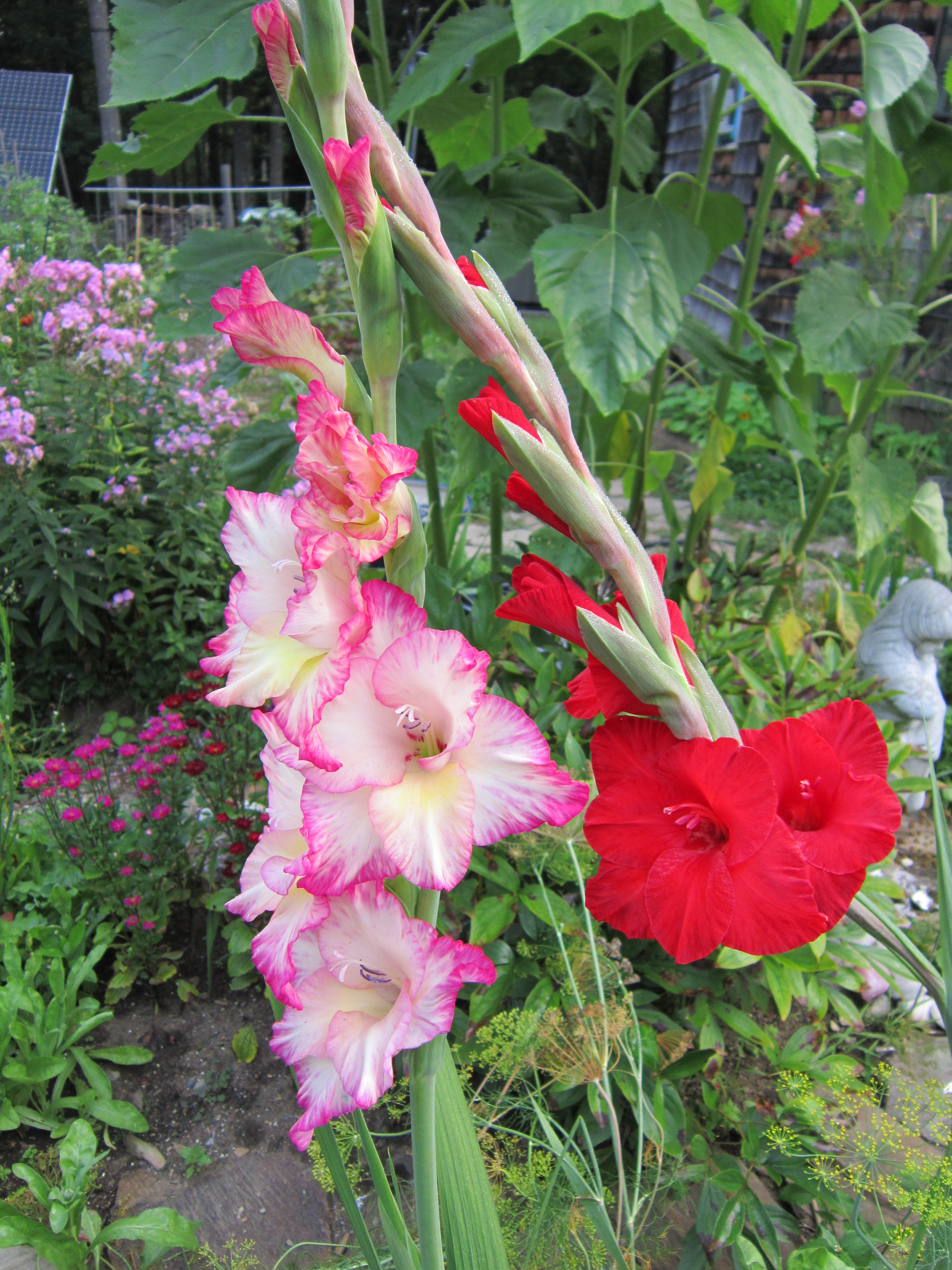 Best time to plant gladiolus information