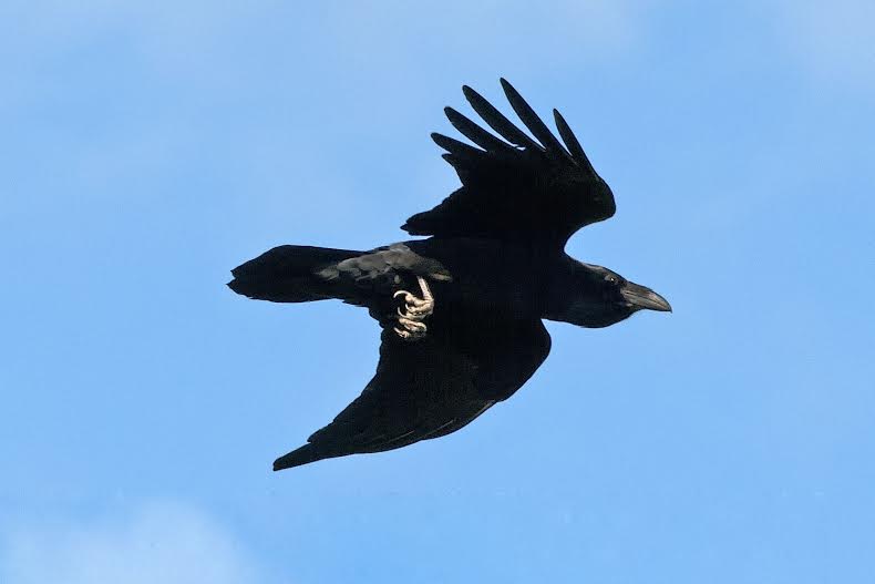 5 Fascinating Facts About Ravens - Farmers' Almanac - Plan Your