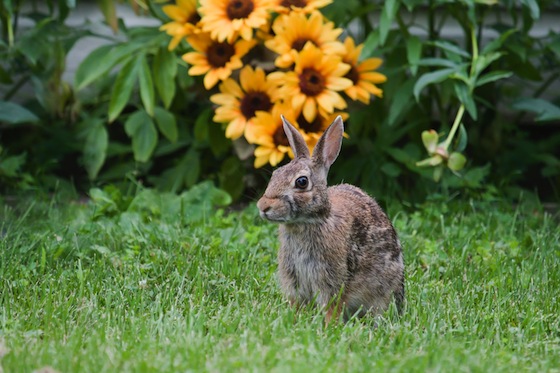 cat animals fox bird computer flowers bunny garden deer squirrel machines