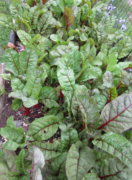 Planting and Growing Beets | The Old Farmer's Almanac