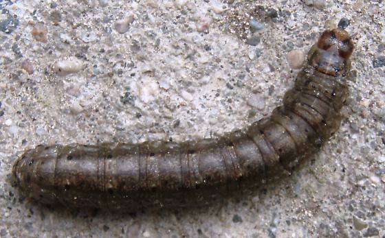 How to identify and get rid of cutworms in your garden | The Old Farmer ...