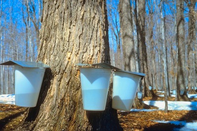 maple syrup sap buckets on trees