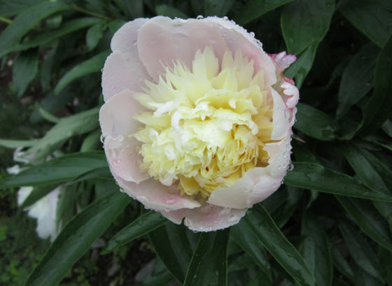 Peonies & Fuchsias Plant Care Tips | The Old Farmer's Almanac