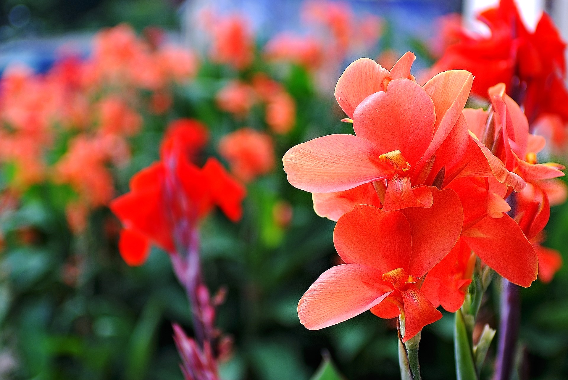 Gladiolus July birth flower 1920x1284px Pixabay | Old ...