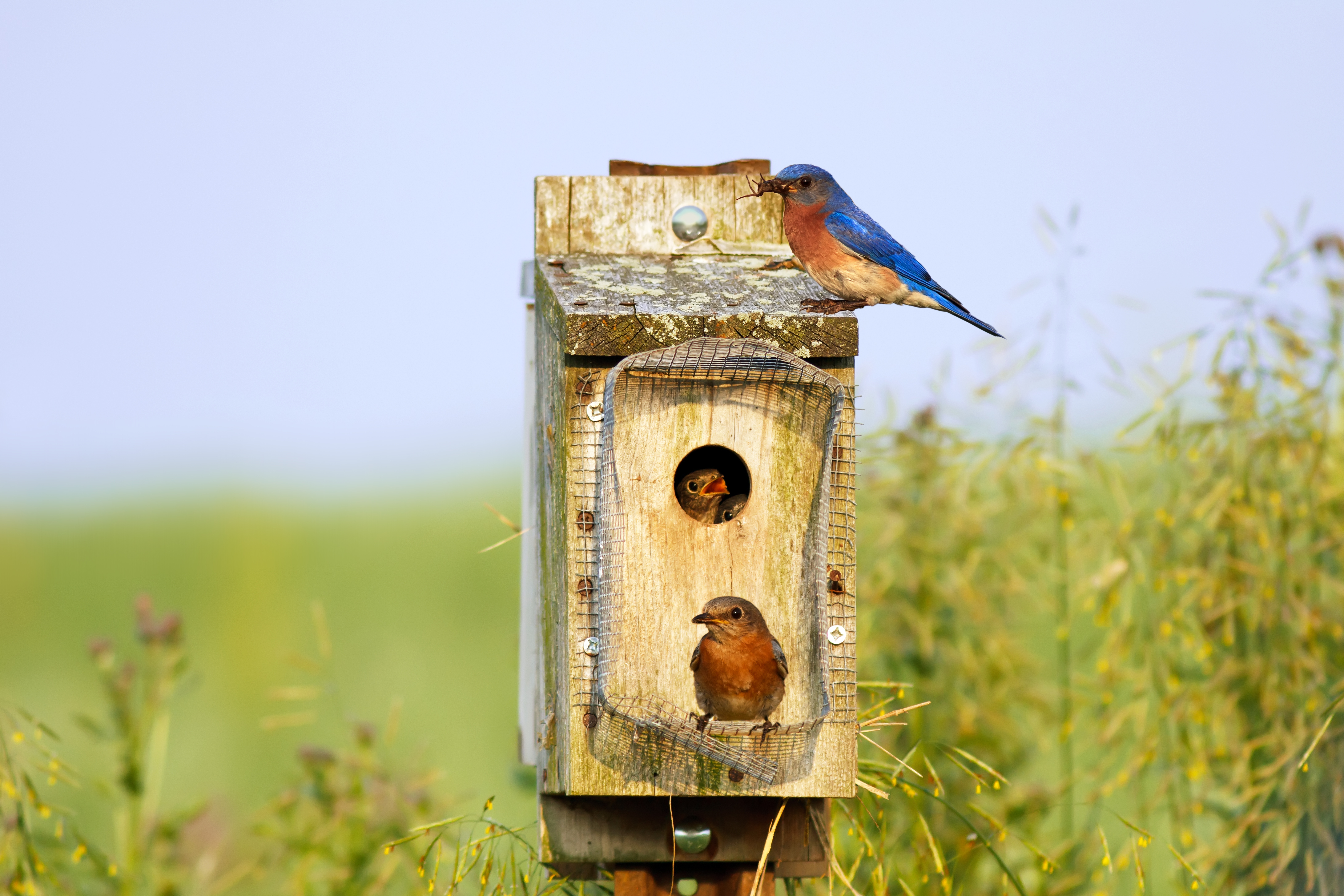 House Hunting With The Bluebird Old Farmer S Almanac