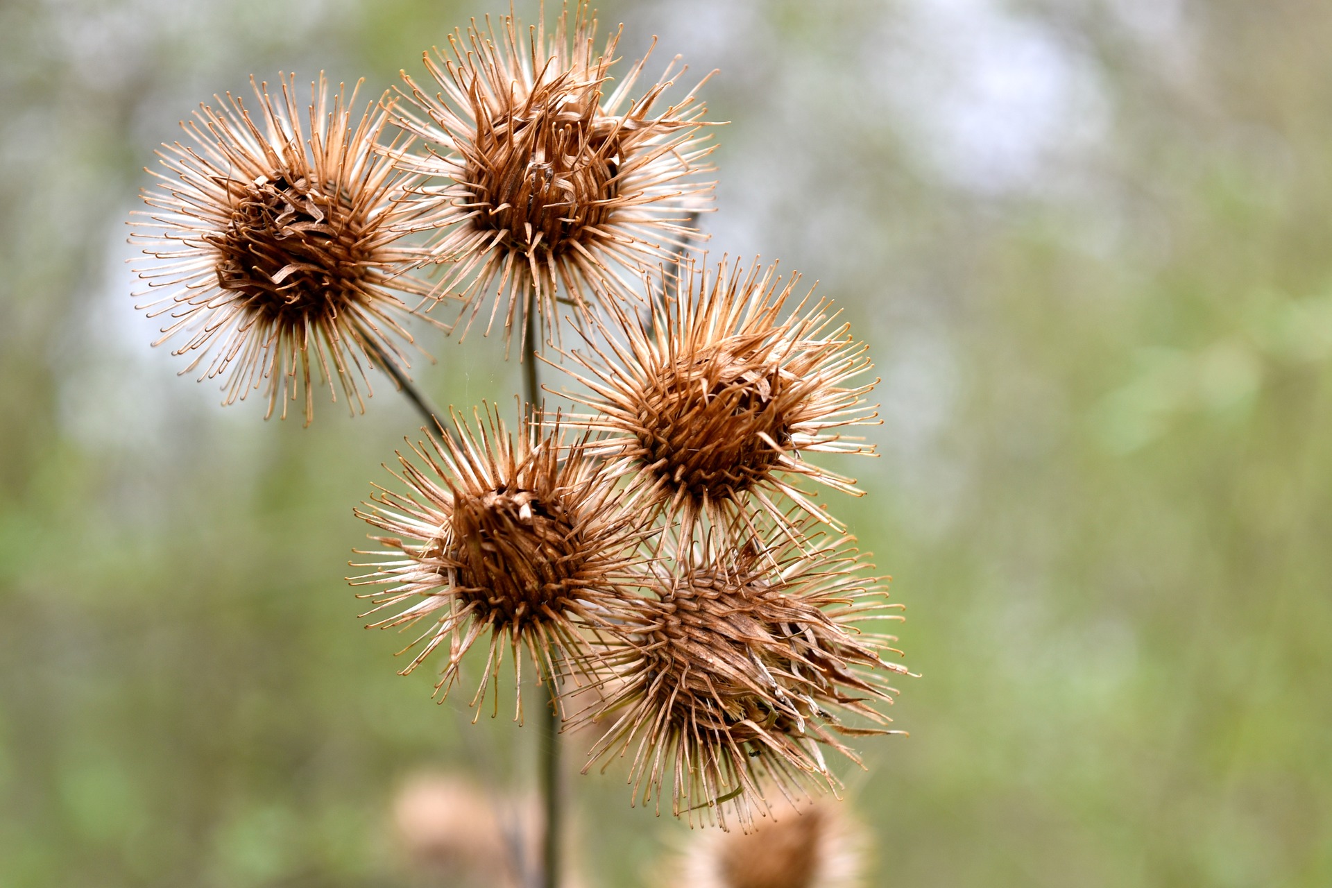 the-amazing-ways-that-plants-disperse-seeds-old-farmer-s-almanac