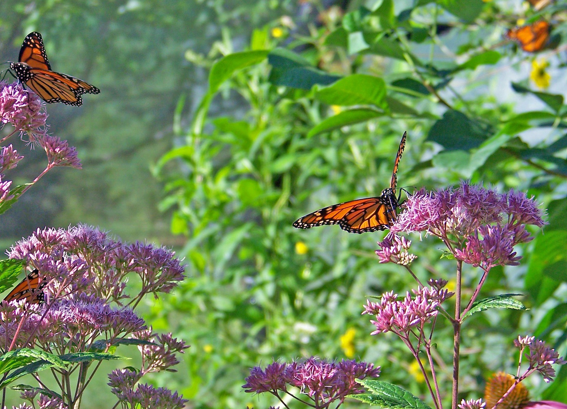 Common Milkweed: Milkweed Uses And Natural Remedies | The Old Farmer's ...