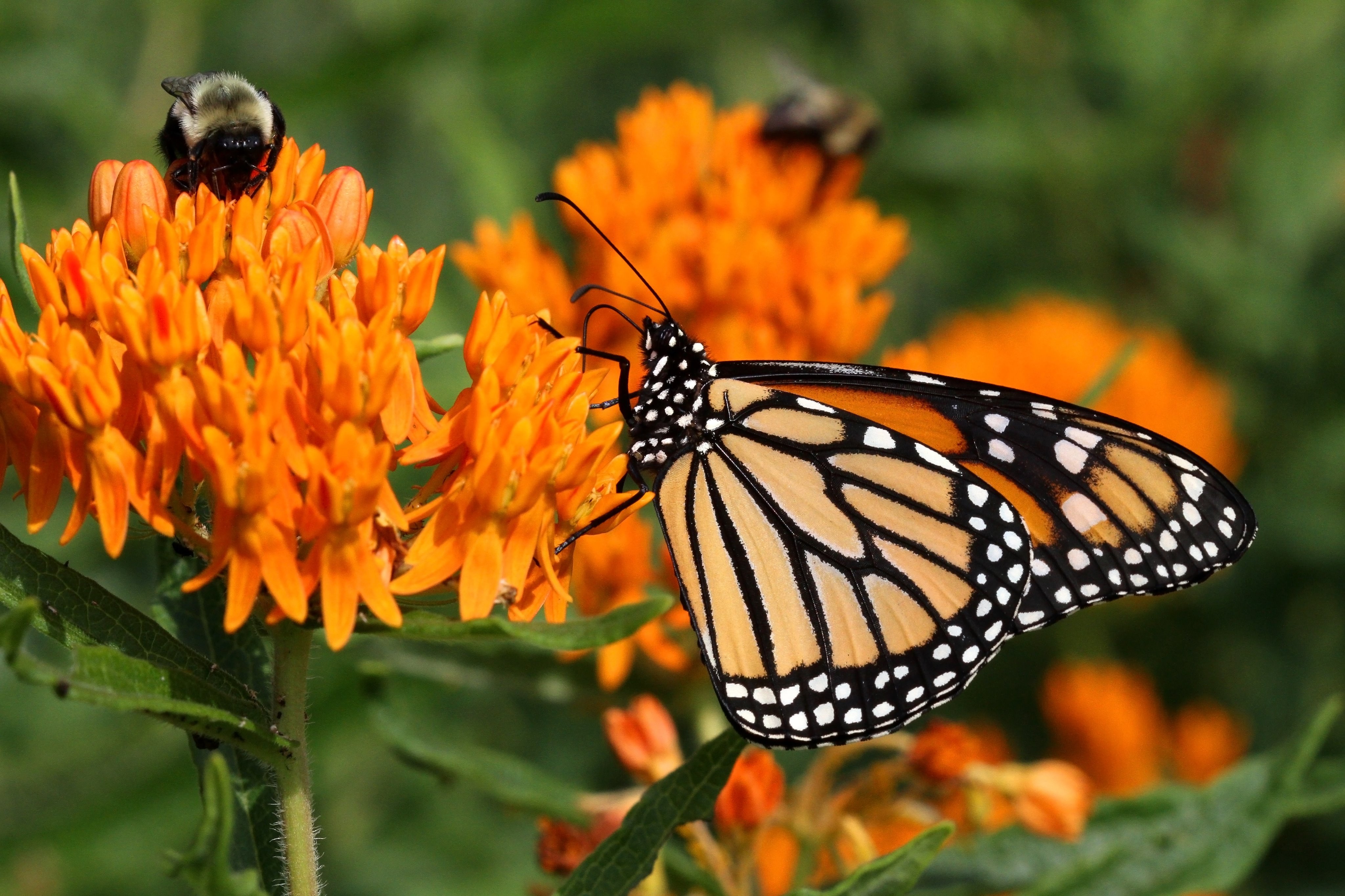 Best Milkweed Varieties For Monarch Butterflies Old Farmer S Almanac