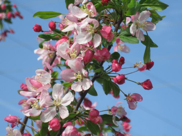 Unknown Facts About Flowering Crabapple