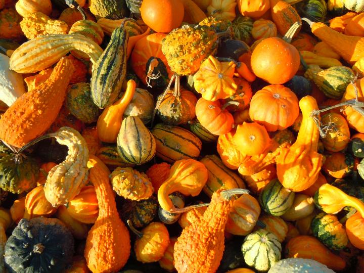Gourds: Types of Gourds, Growing Gourds, Curing Gourds | Old Farmer's