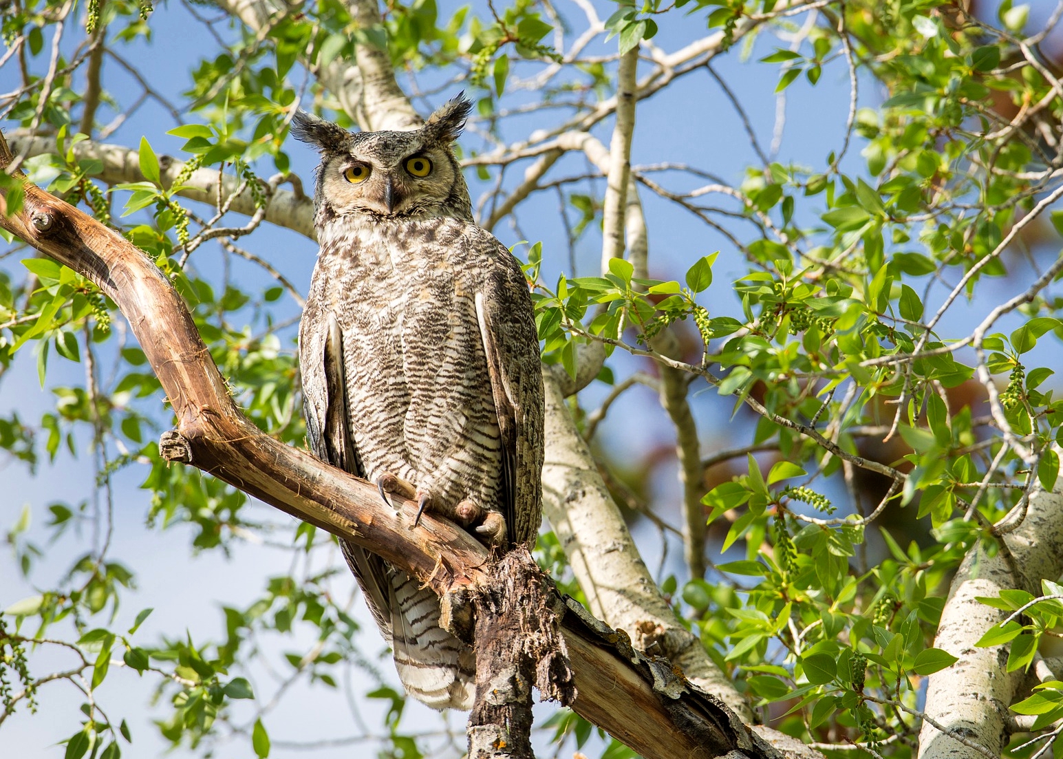 Call of the Great Horned Owl | Bird Sounds | The Old Farmer's Almanac