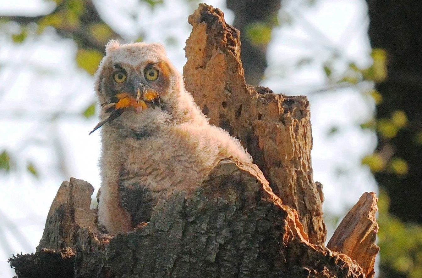 Fascinating Facts About Owls Old Farmer's Almanac