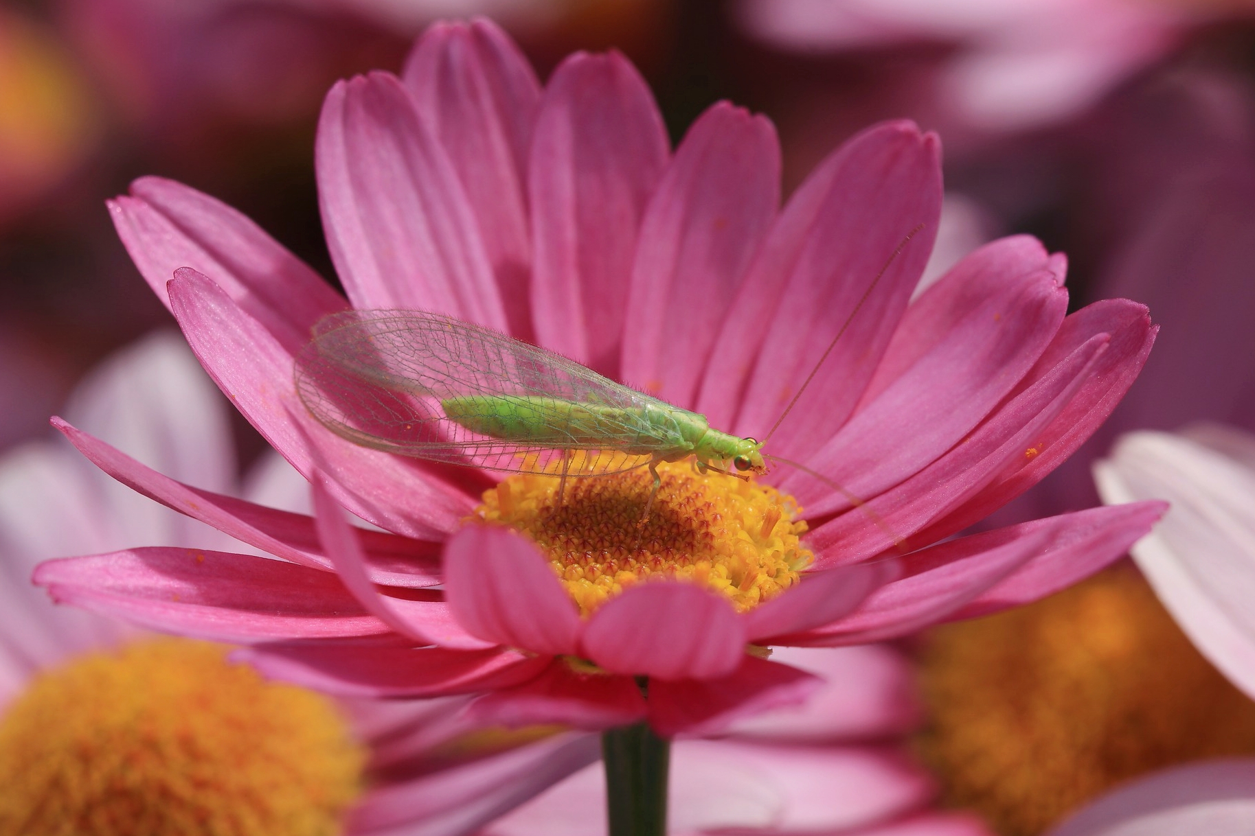 Beneficial Insects Meet The Beneficial Bugs In Your Garden With Pictures The Old Farmer S Almanac