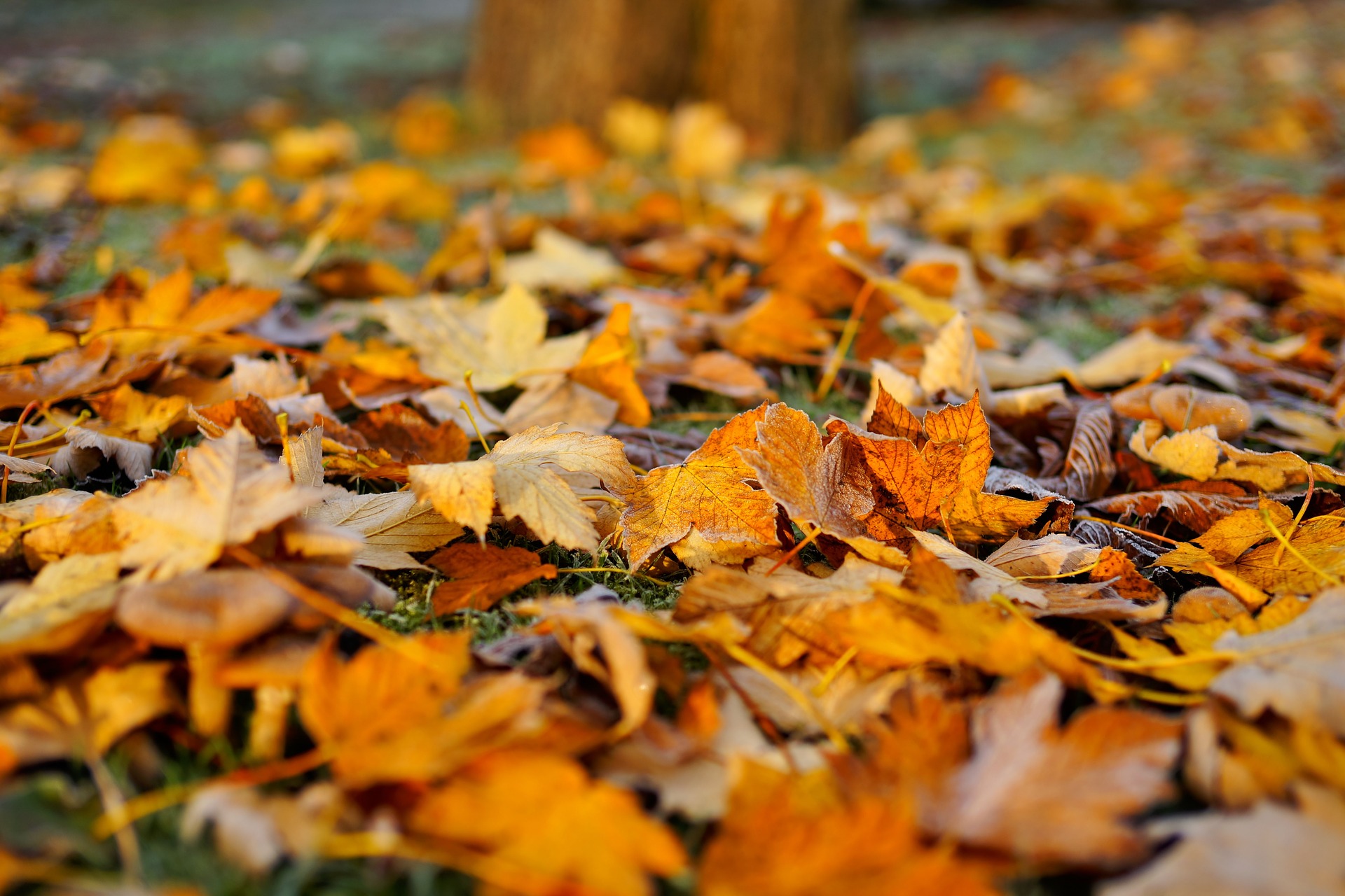 what-to-do-with-fall-leaves-the-old-farmer-s-almanac