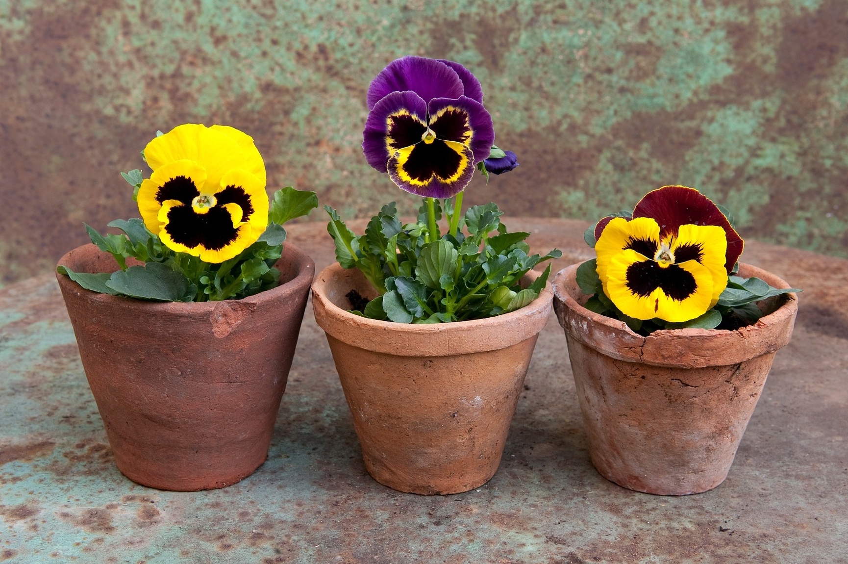 Growing Pansies How To Plant