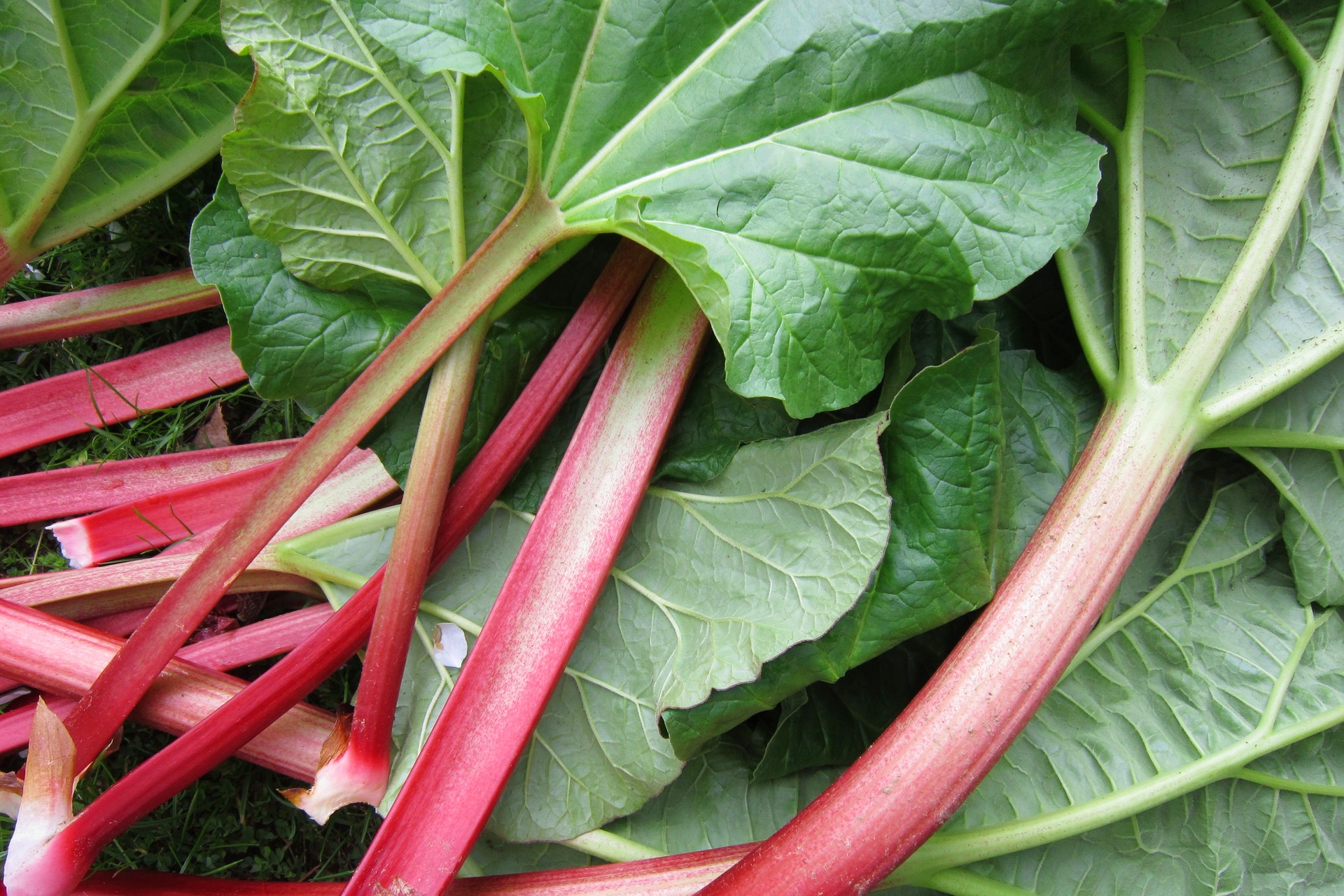 Rhubarb Planting Growing And Harvesting Rhubarb The Old Farmer S Almanac