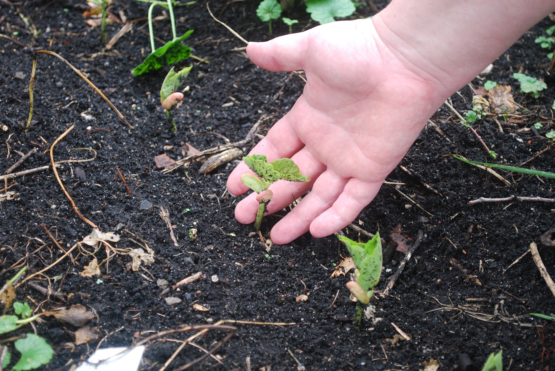 Discover Local Seeds And Fertilizers For Your Gardening Needs