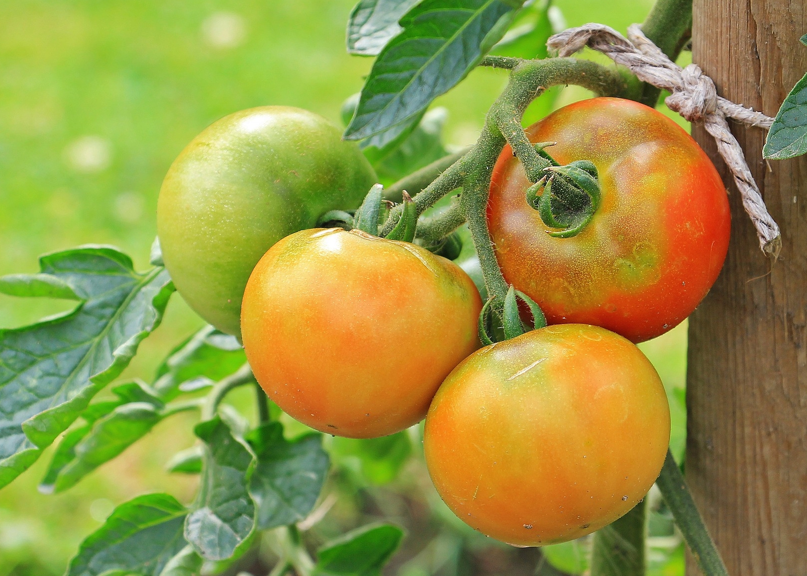 Tomatoes-Grow-on-a-Vine-How-Fruits-and-Vegetables-Grow