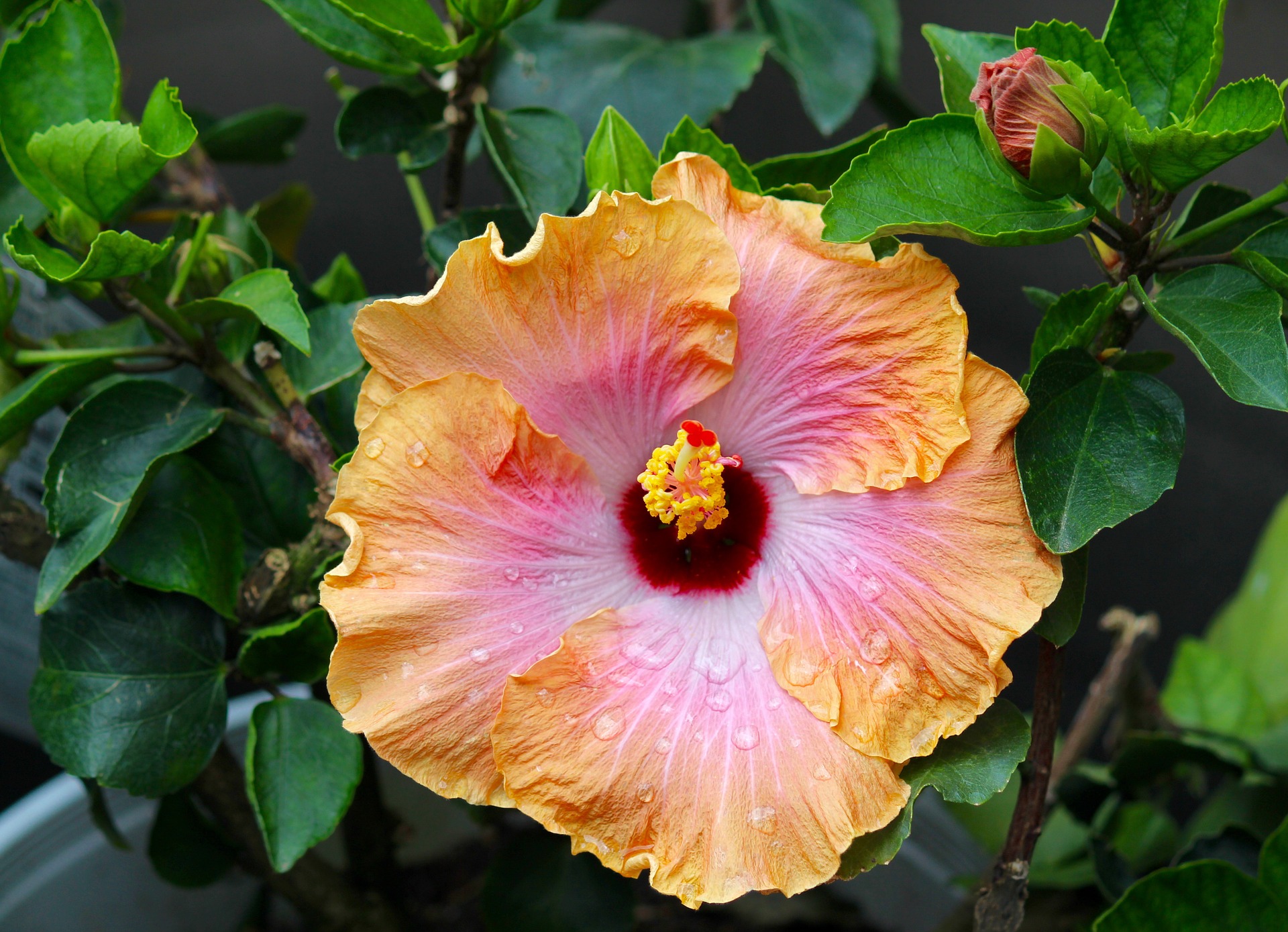 Hibiscus: How to Plant, Grow, and Care for Hibiscus Plants | The Old