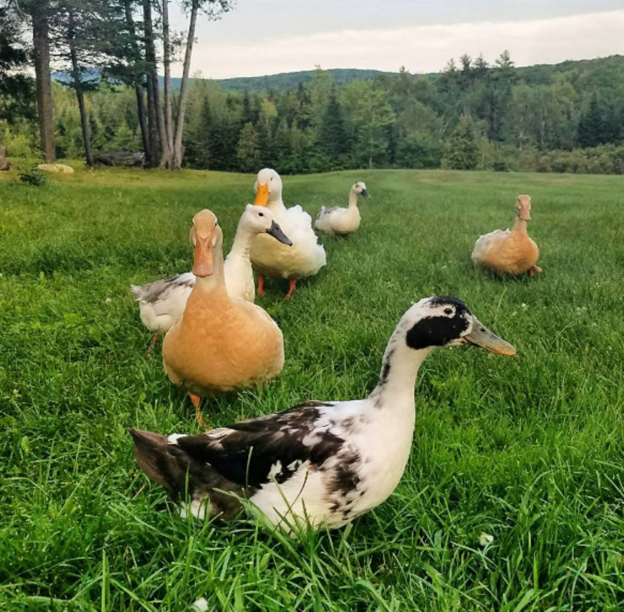 Raising Ducks For Eggs Old Farmer S Almanac