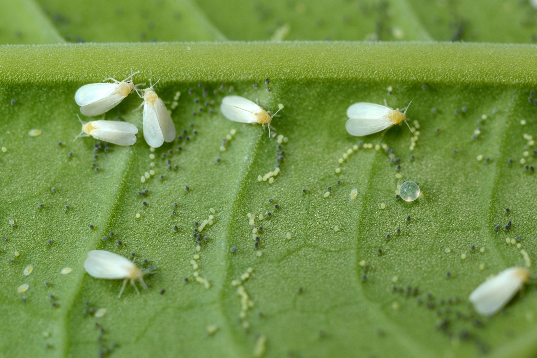Whiteflies How To Identify And Get Rid Of Whiteflies The Old Farmer S Almanac