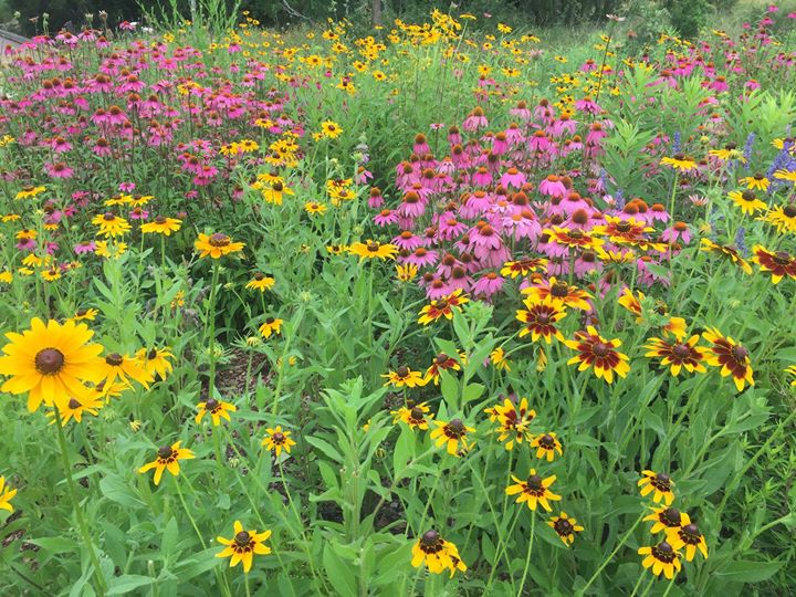 Download Wildflowers Growing Wildflowers In Your Garden Regional Lists The Old Farmer S Almanac