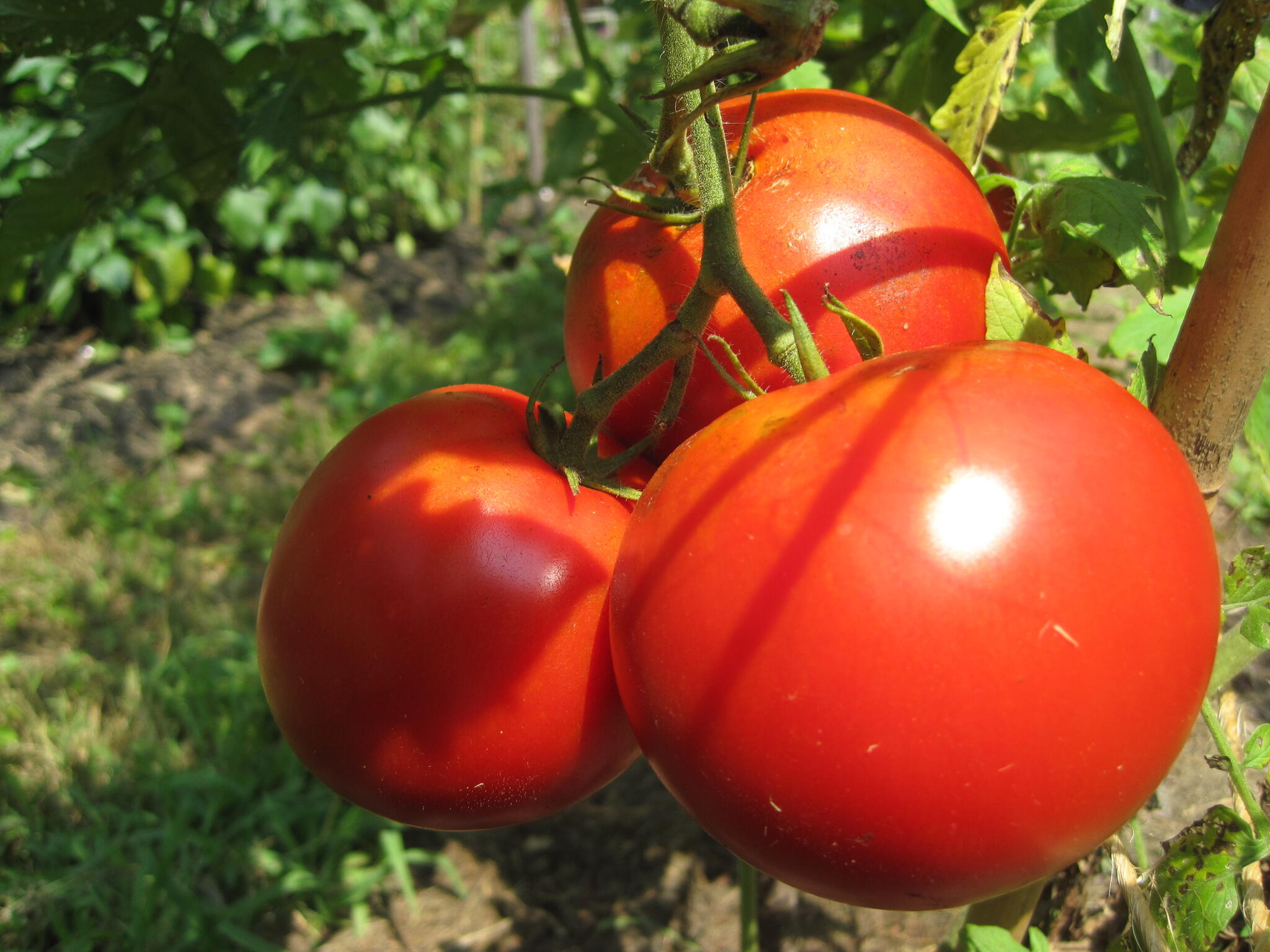 Blue Ribbon tomato plant