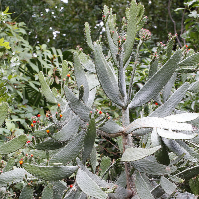 Florida Semaphore Cactus (Consolea corallicola)