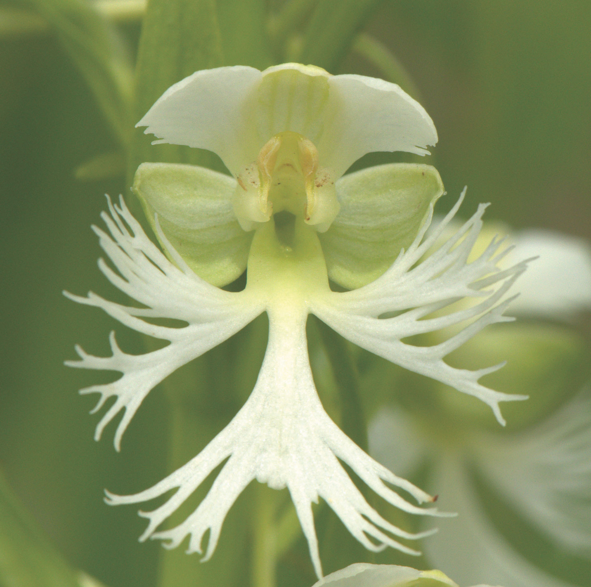 Eastern Prairie Fringed Orchid (Platanthera leucophaea)