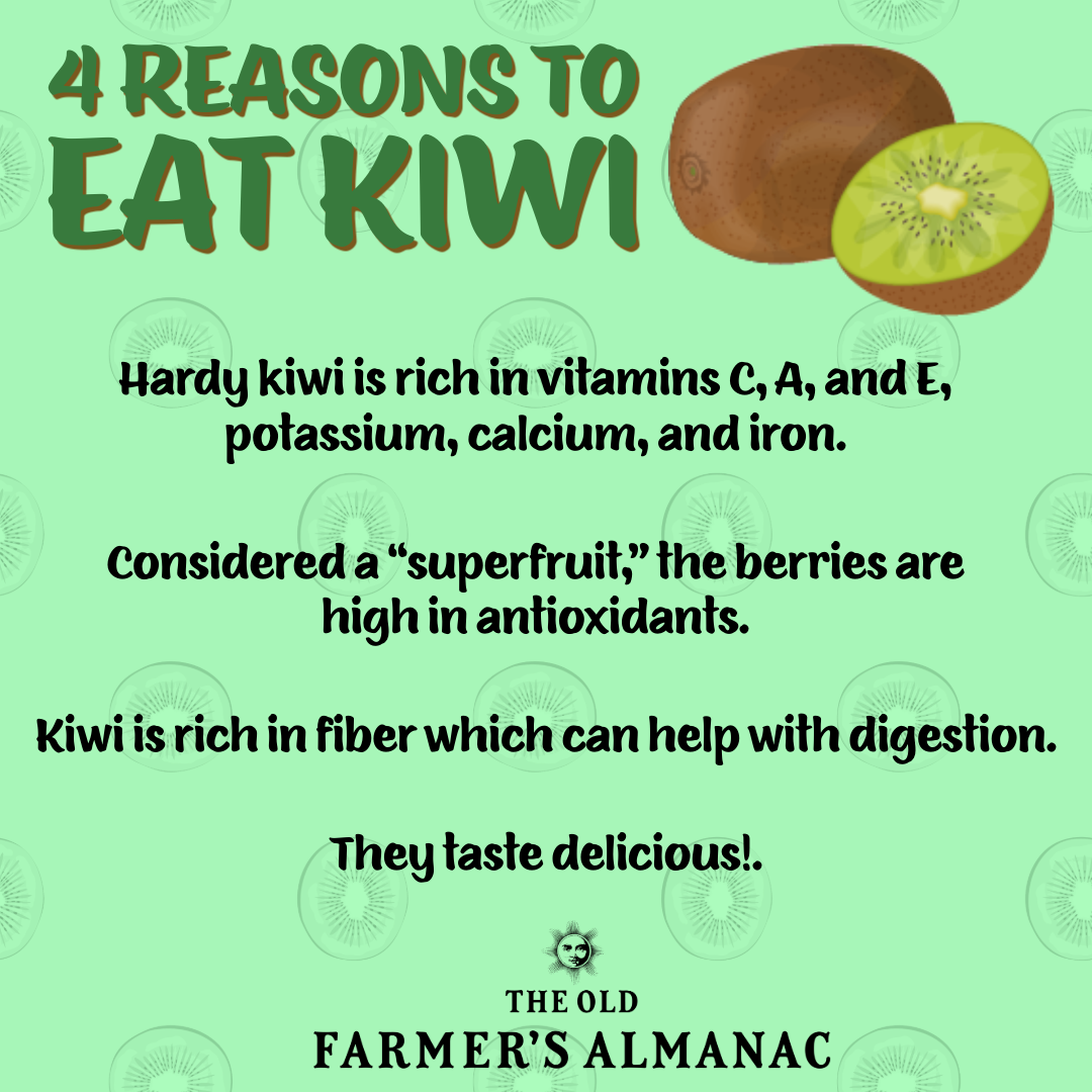 4 reasons to eat kiwifruit infographic