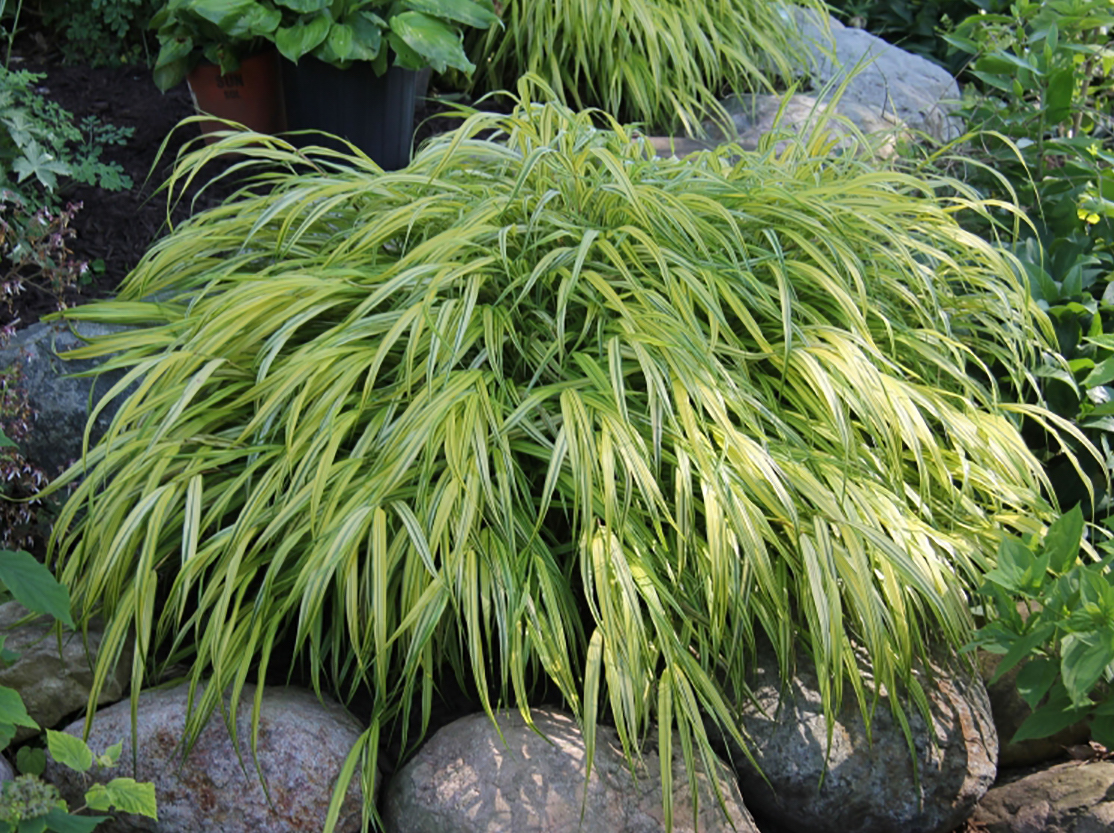 ‘Aureola’ Japanese forest grass