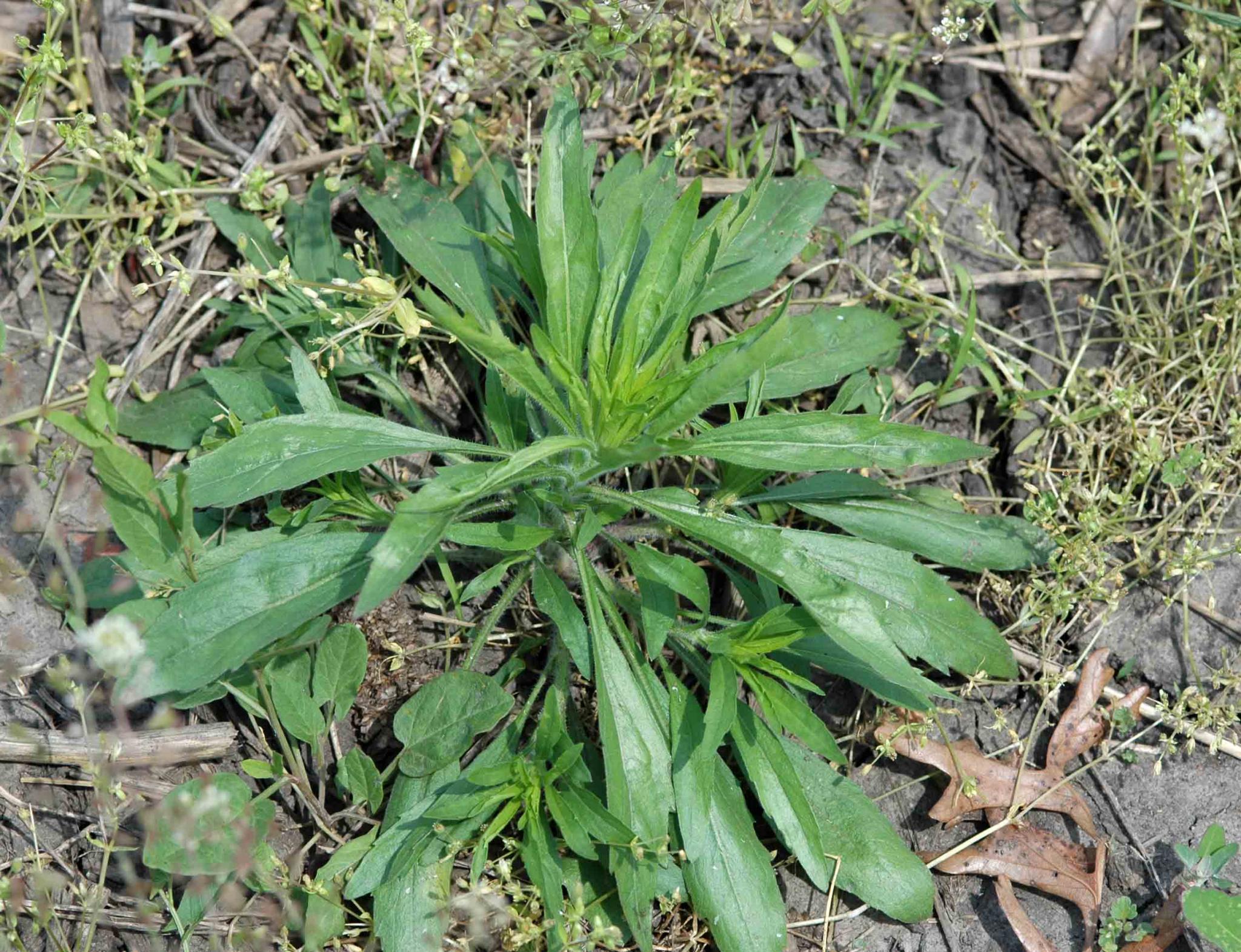 How to Get Rid of Horseweed in Lawn  