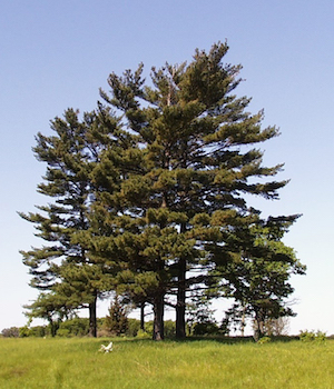 pine-tree