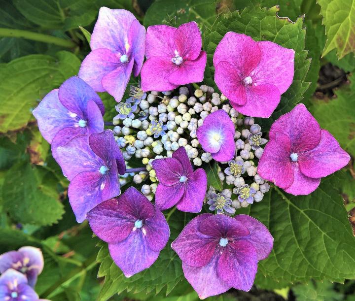 Purple flowers surround white buds