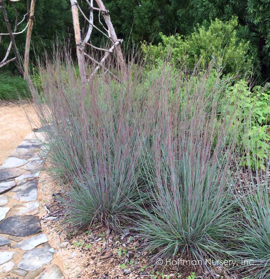 ‘The Blues’ little bluestem ornamental grass