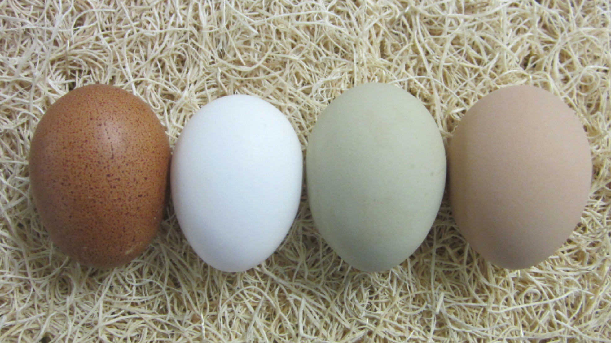 Fertilized Chicken Eggs How Do Eggs Get Fertilized? Almanac