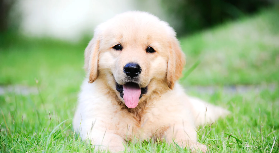 golden retriever puppy in the grass
